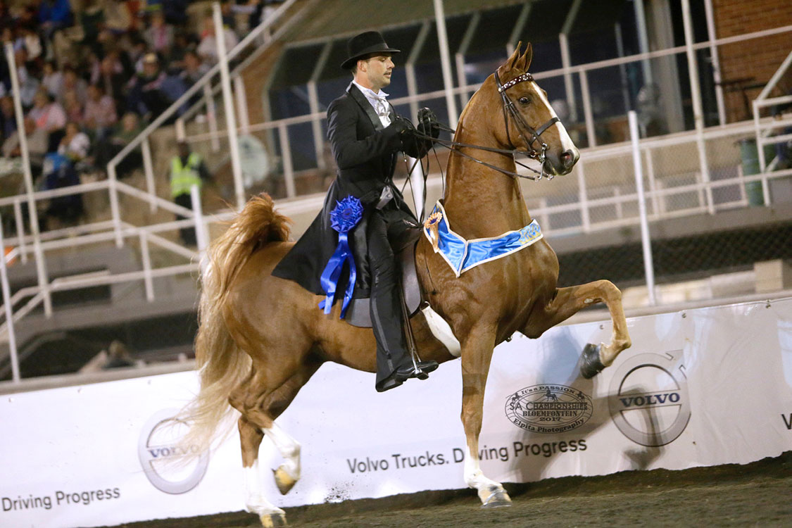 Rider in a black suit on a chestnut American Saddlebred wearing a blue sash, high-stepping in a packed show arena