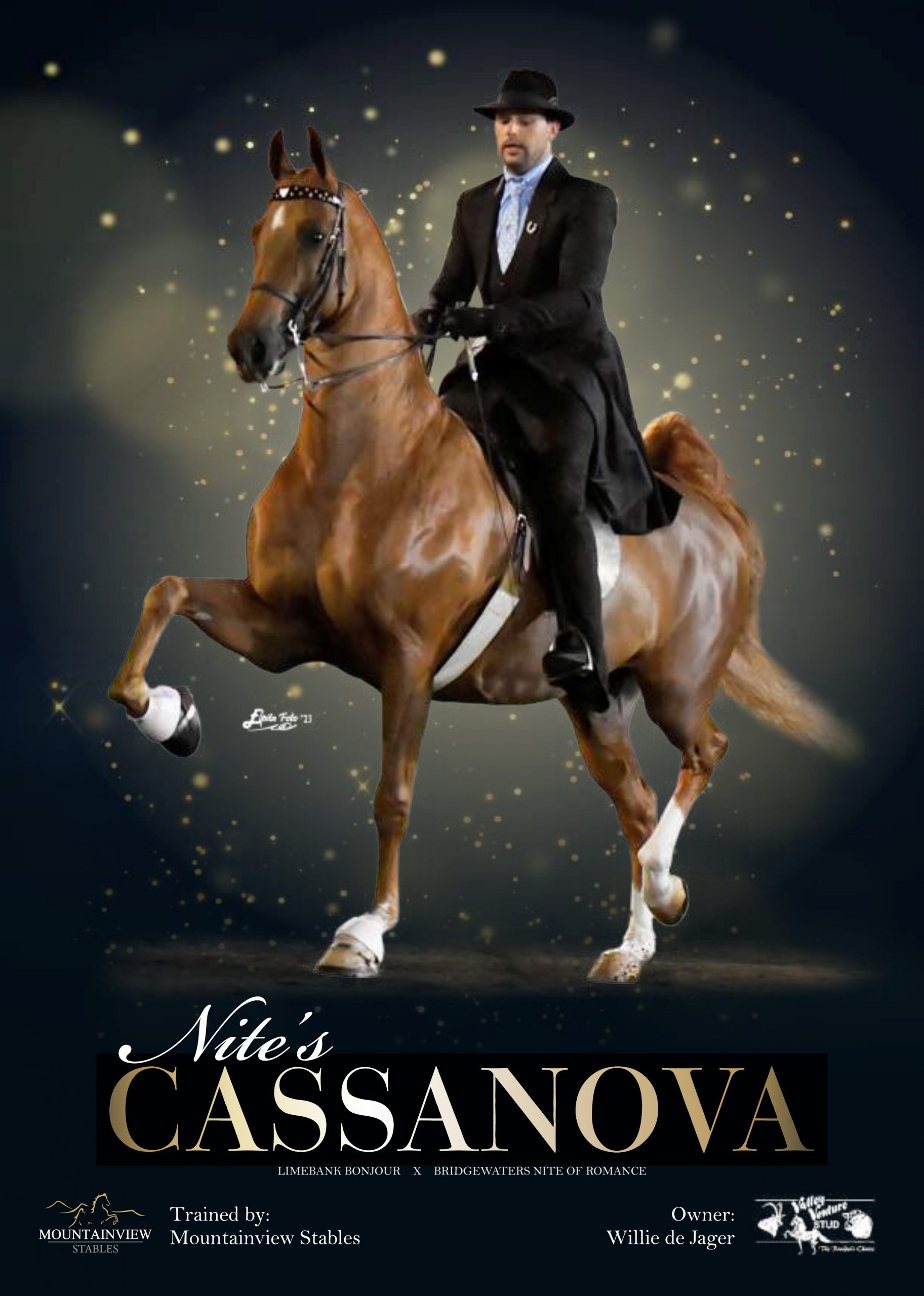 Magazine advert for Nite's Cassanova under saddle