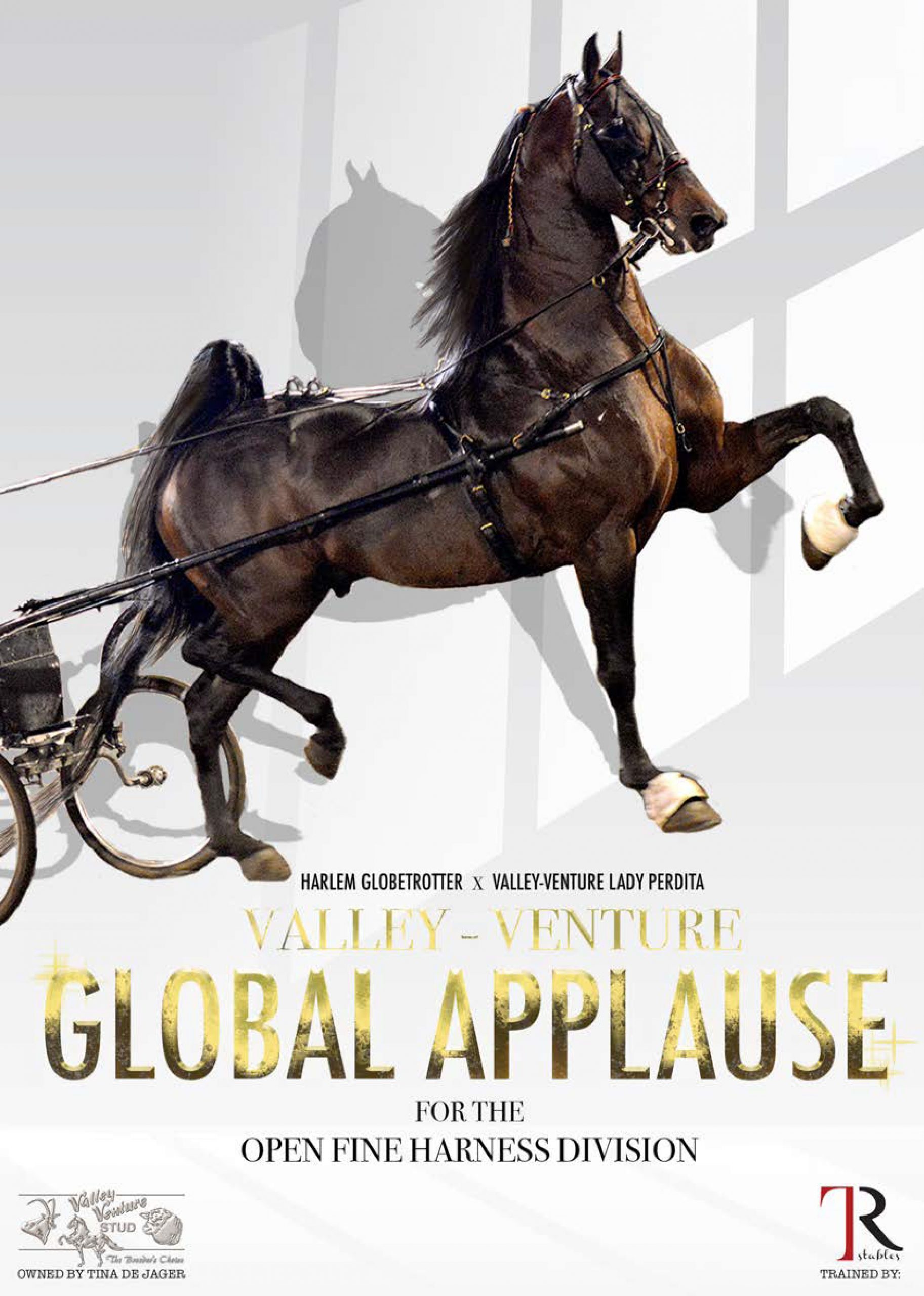 Magazine advert for Global Applause, American Saddlebred in the open fine harness division