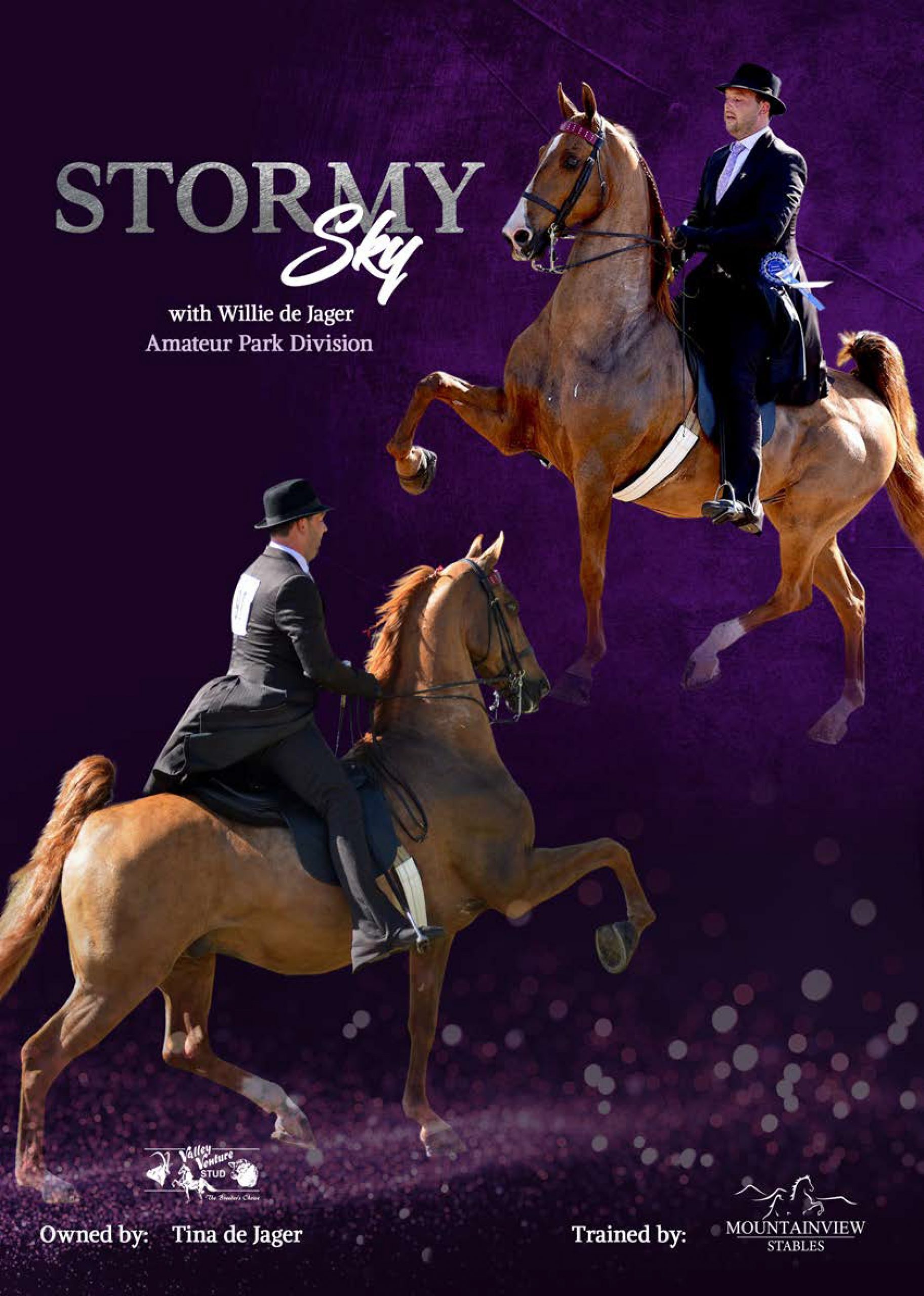 Magazine advert for Stormy Sky, American Saddlebred under saddle