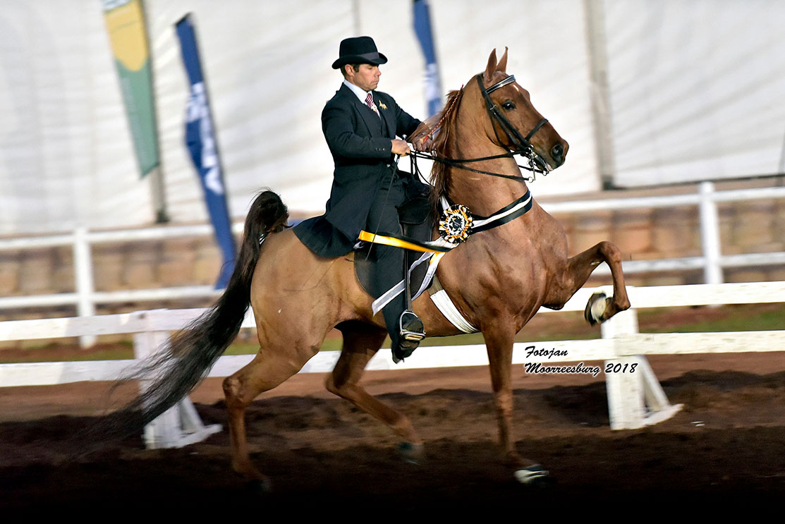 Rider in a green jacket and bowler hat on a chestnut American Saddlebred performing in the show ring