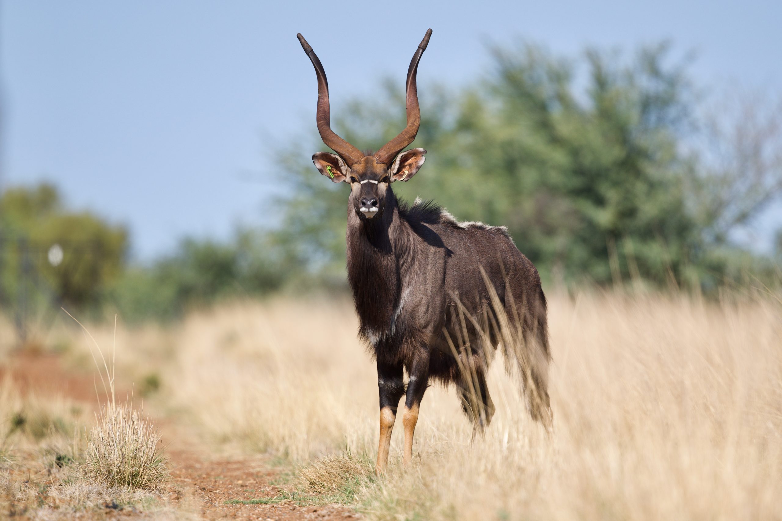 Nyala bull Umbani standing on a dry grass path in the veld