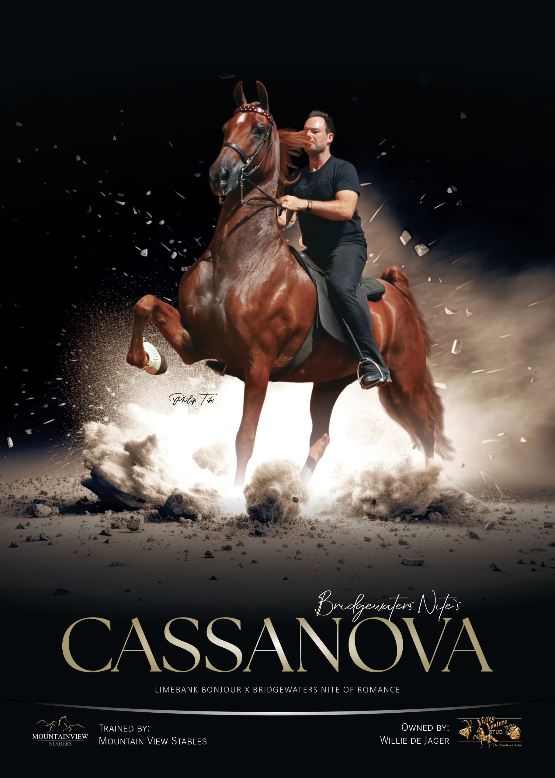 Poster of Cassanova, American Saddlebred with rider in dramatic light