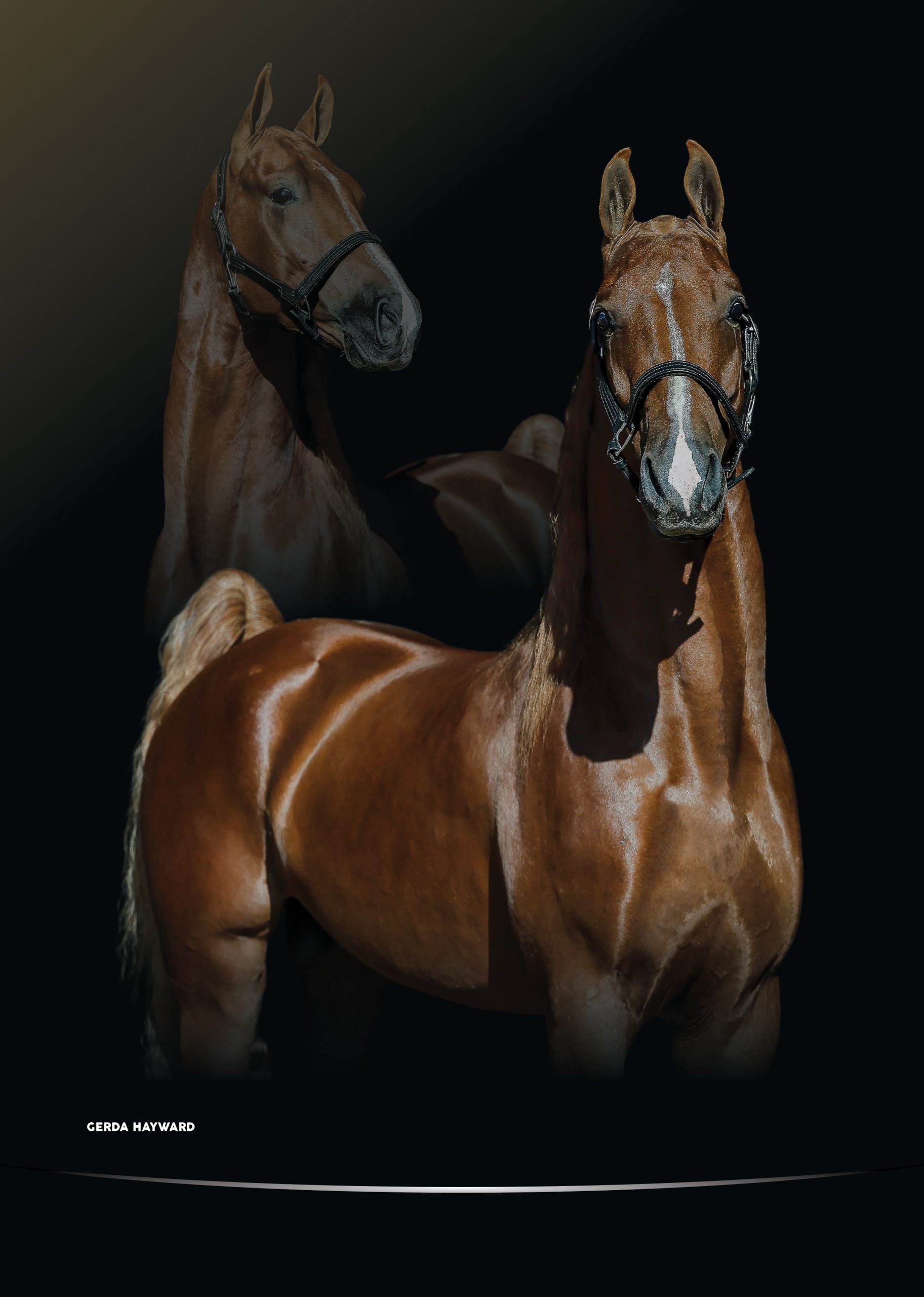 Portrait poster of The General's Fire, chestnut American Saddlebred