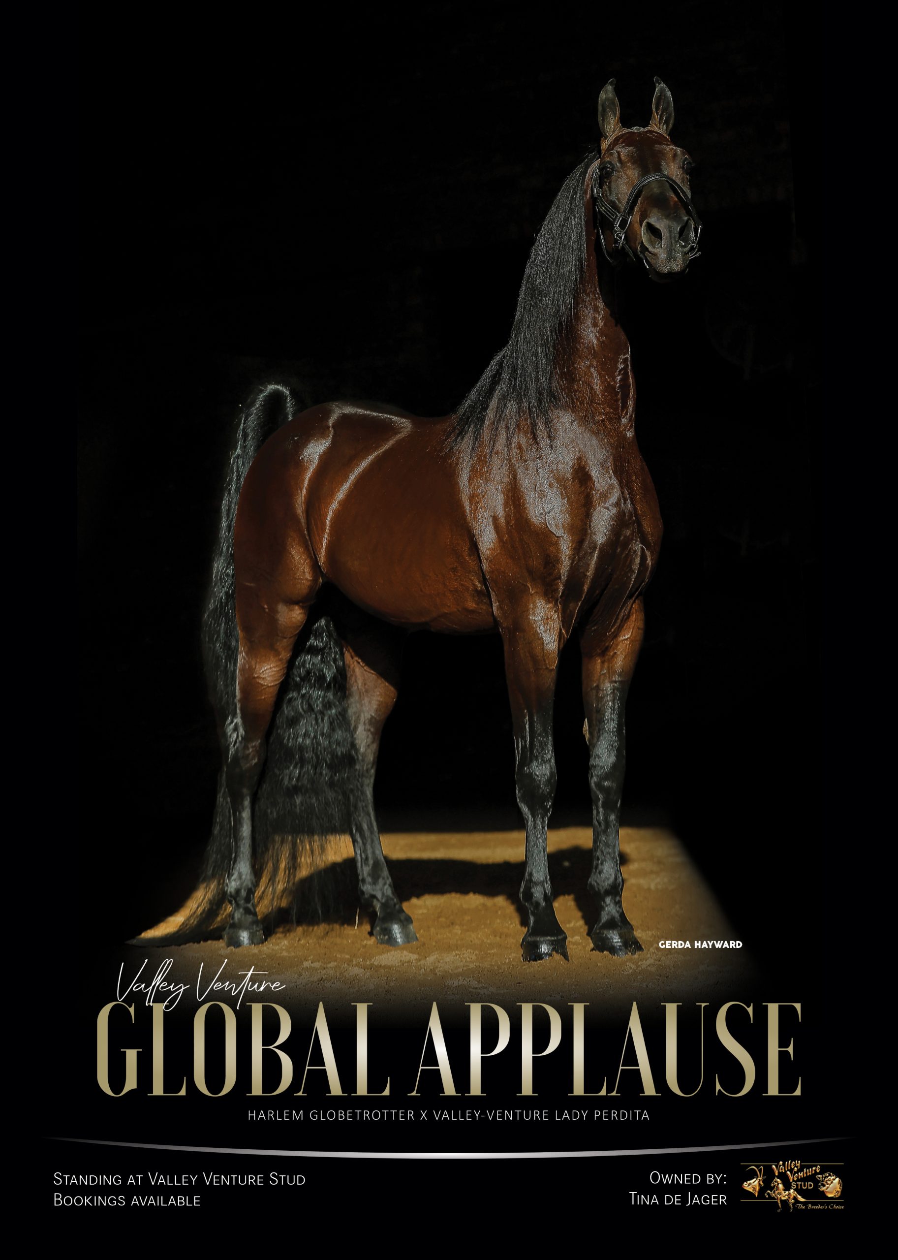 Poster of Global Applause, American Saddlebred