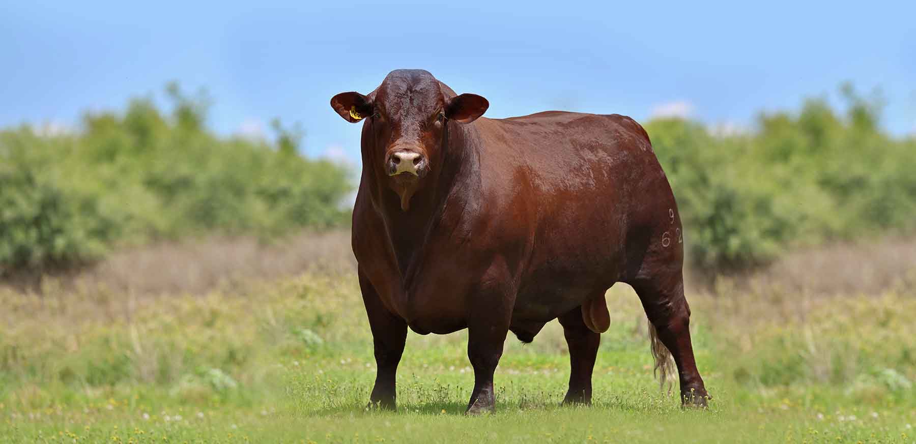 Cherry-red Santa Gertrudis bull standing in a green pasture