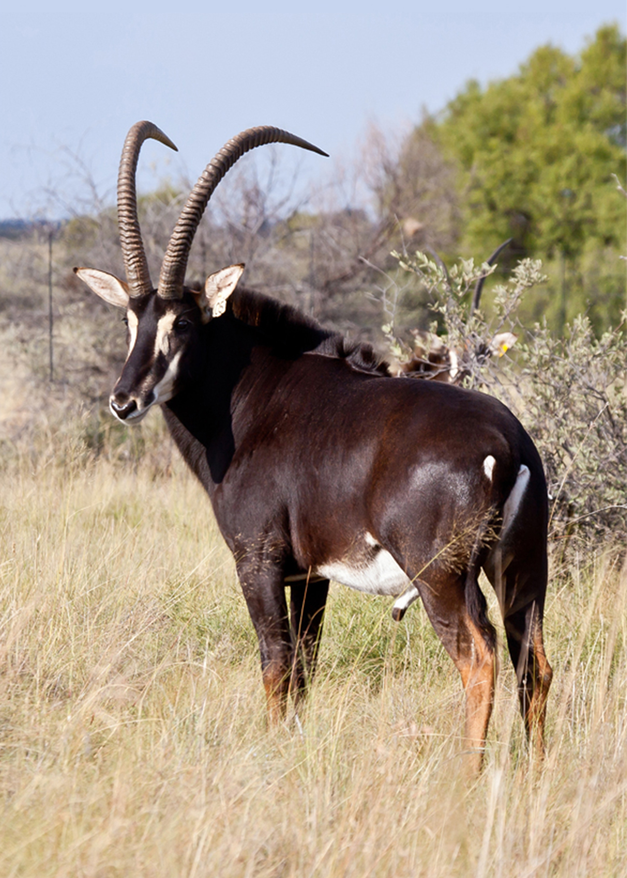 Black sable bull Black Jack standing beside bushveld trees