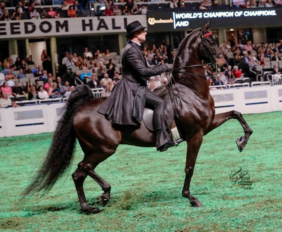 Willie de Jager riding RWC Arrowhead's Bruce Almighty, a dark bay American Saddlebred, in the three-gaited class at Freedom Hall