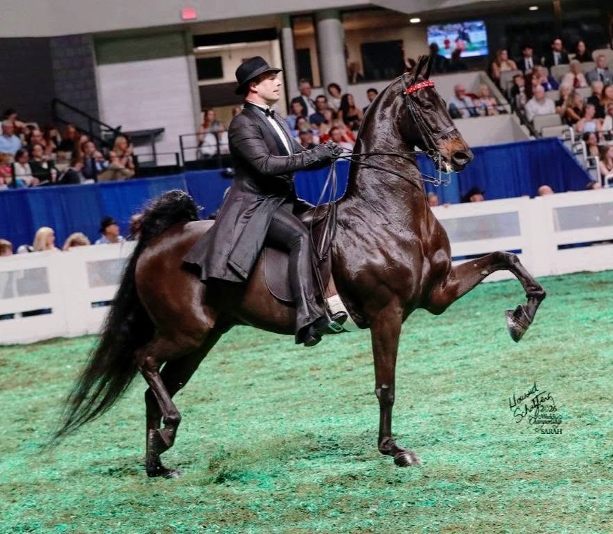 Willie de Jager in a black saddle suit and bowler hat on RWC Arrowhead's Bruce Almighty, high-stepping in the show ring