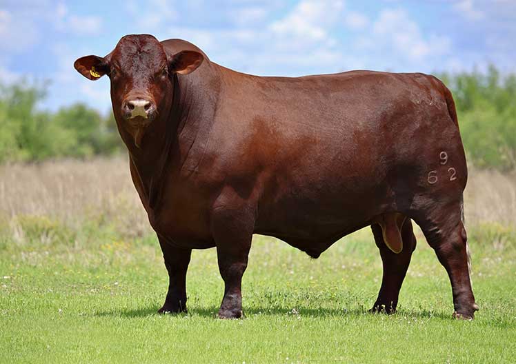 Cherry-red Santa Gertrudis bull standing on green grass