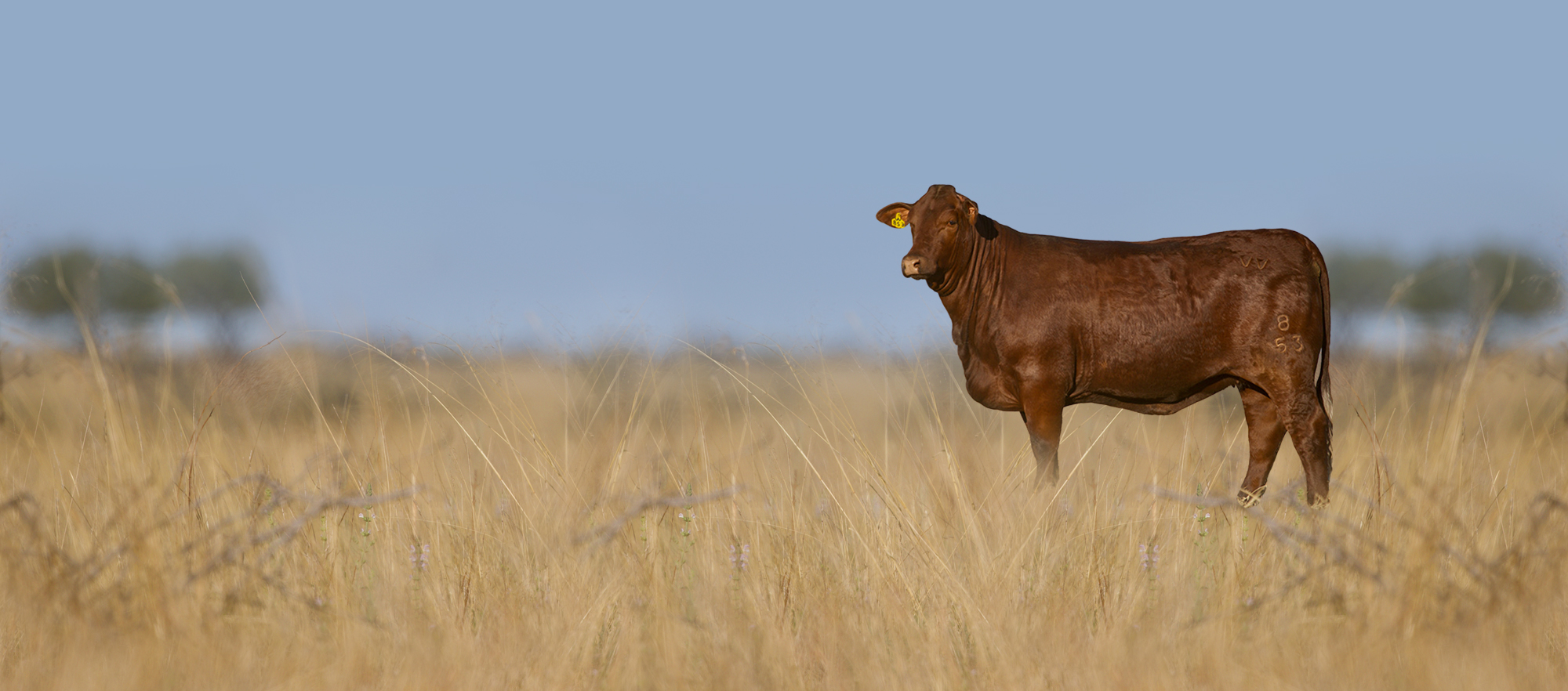 Cherry-red Santa Gertrudis cow standing in tall golden grassland under a blue sky