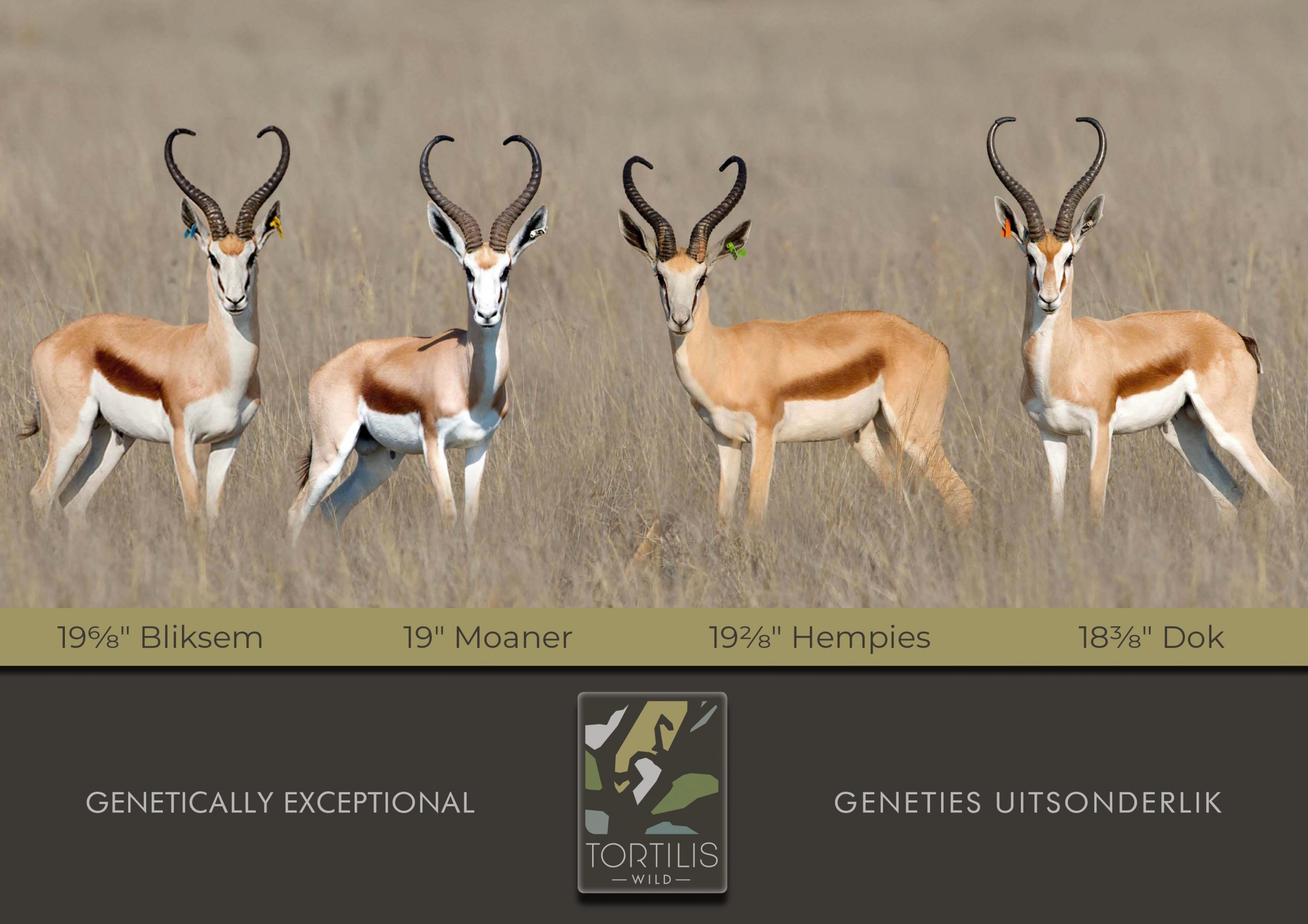Four Tortilis springbuck rams standing in a row – genetically exceptional