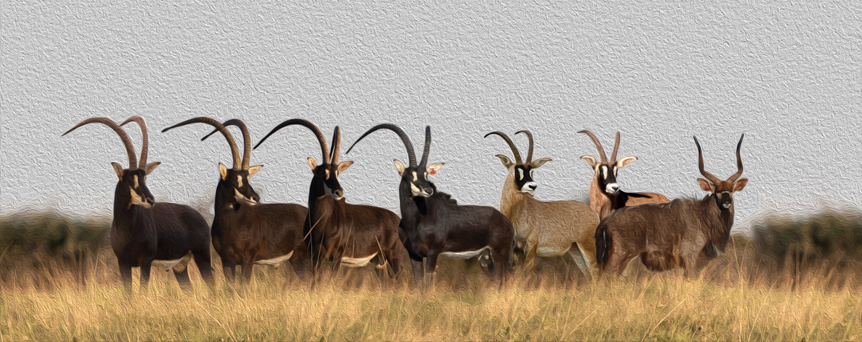 Herd of sable and roan bulls lined up against a soft grey background