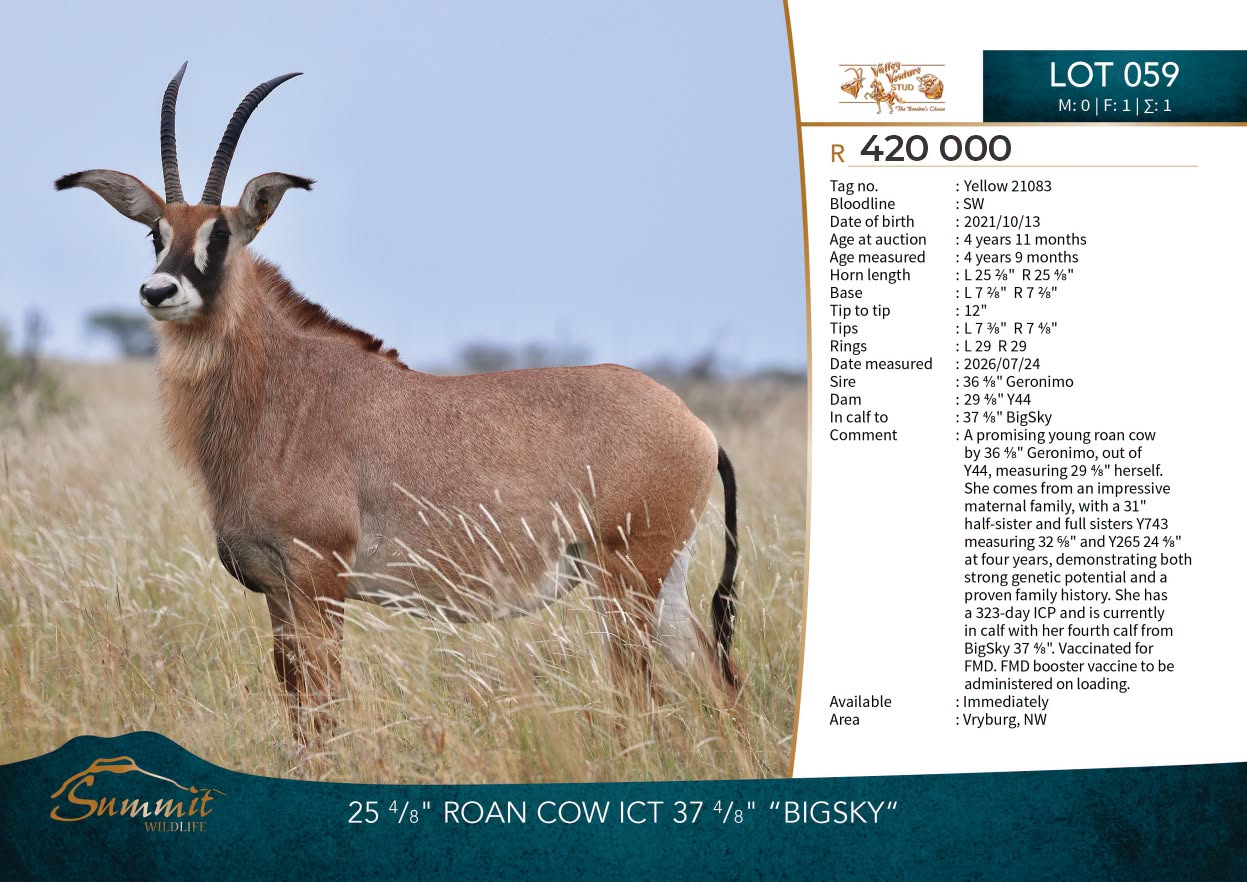 Summit Wildlife lot card for Lot 59: 25 4/8″ roan cow in calf to BigSky, from Valley Venture Stud, R420 000