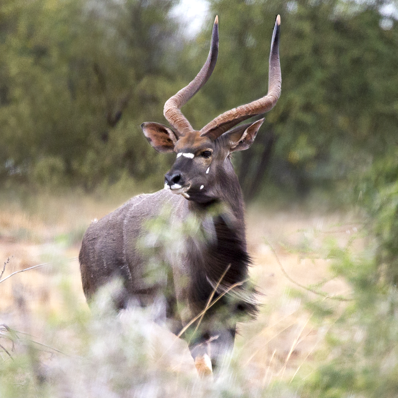 Nyala breeding bull Green 250, 32 5/8″, Valley Venture Stud