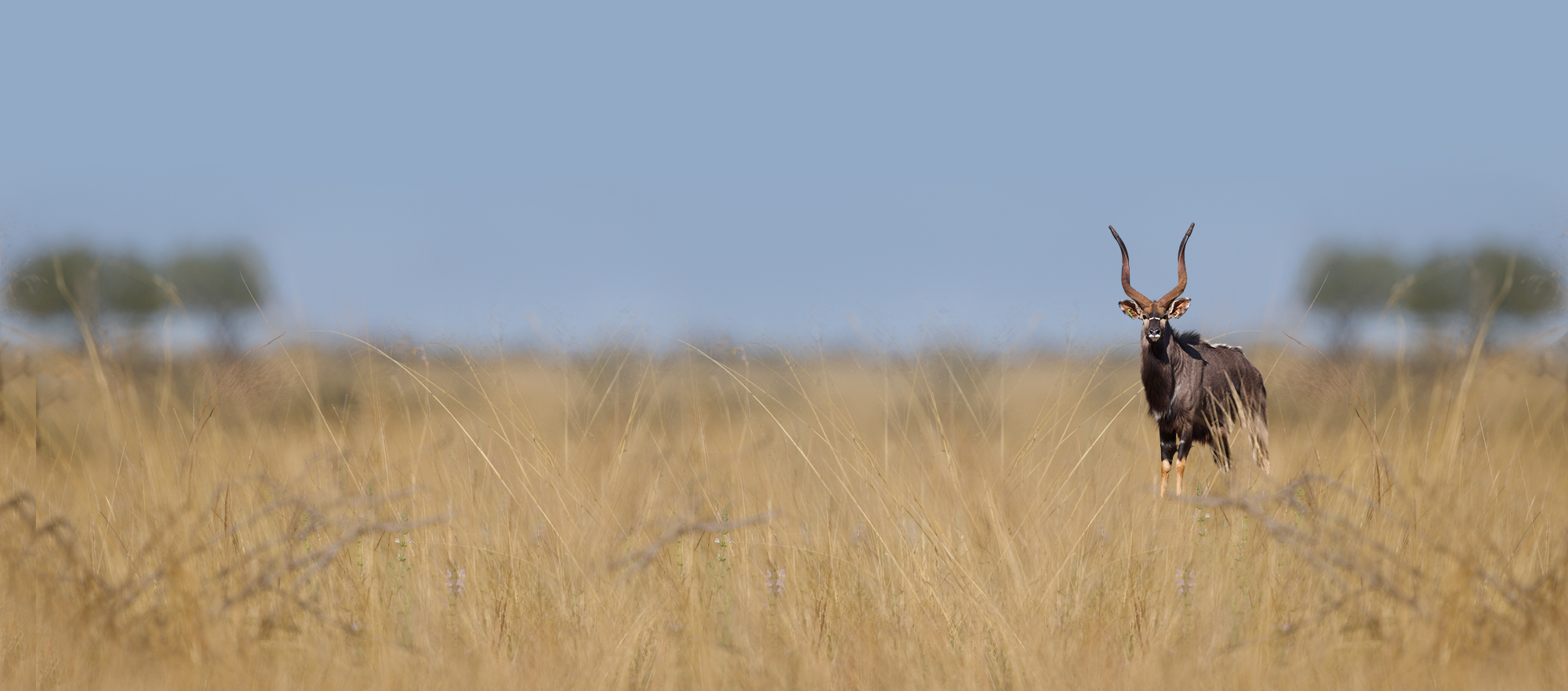 Nyala bull standing in tall golden grassland under a pale blue sky