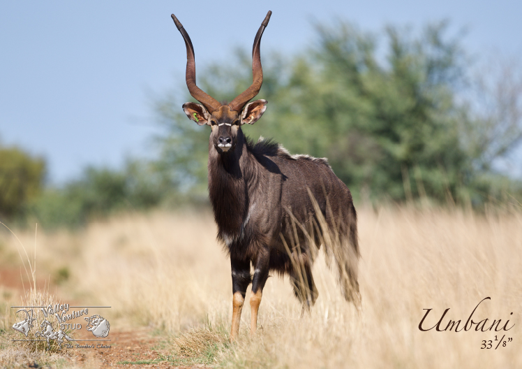 Nyala bull Umbani standing in sunlit bushveld