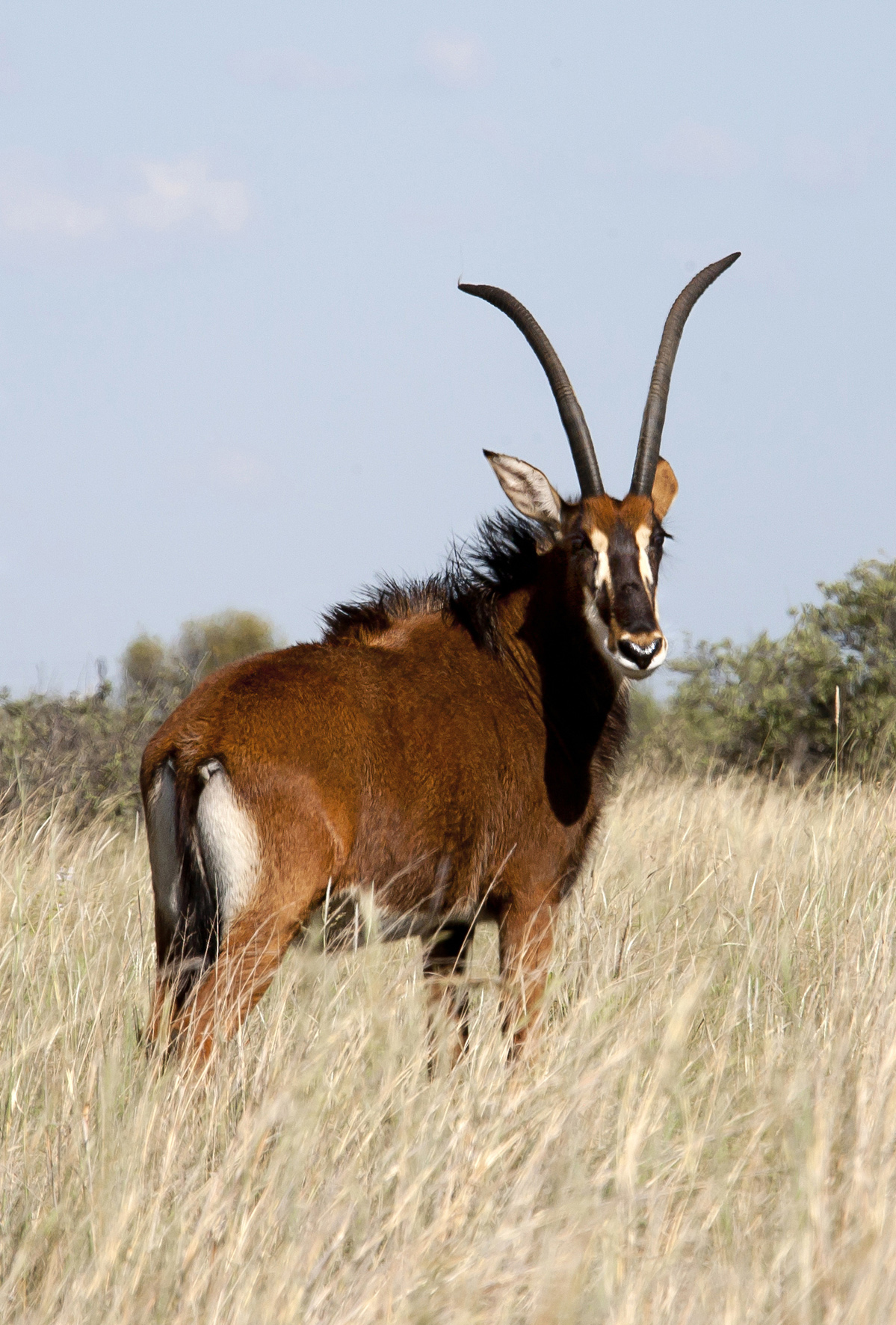 Ouma Bok, cornerstone sable cow of Valley Venture, standing in tall grass