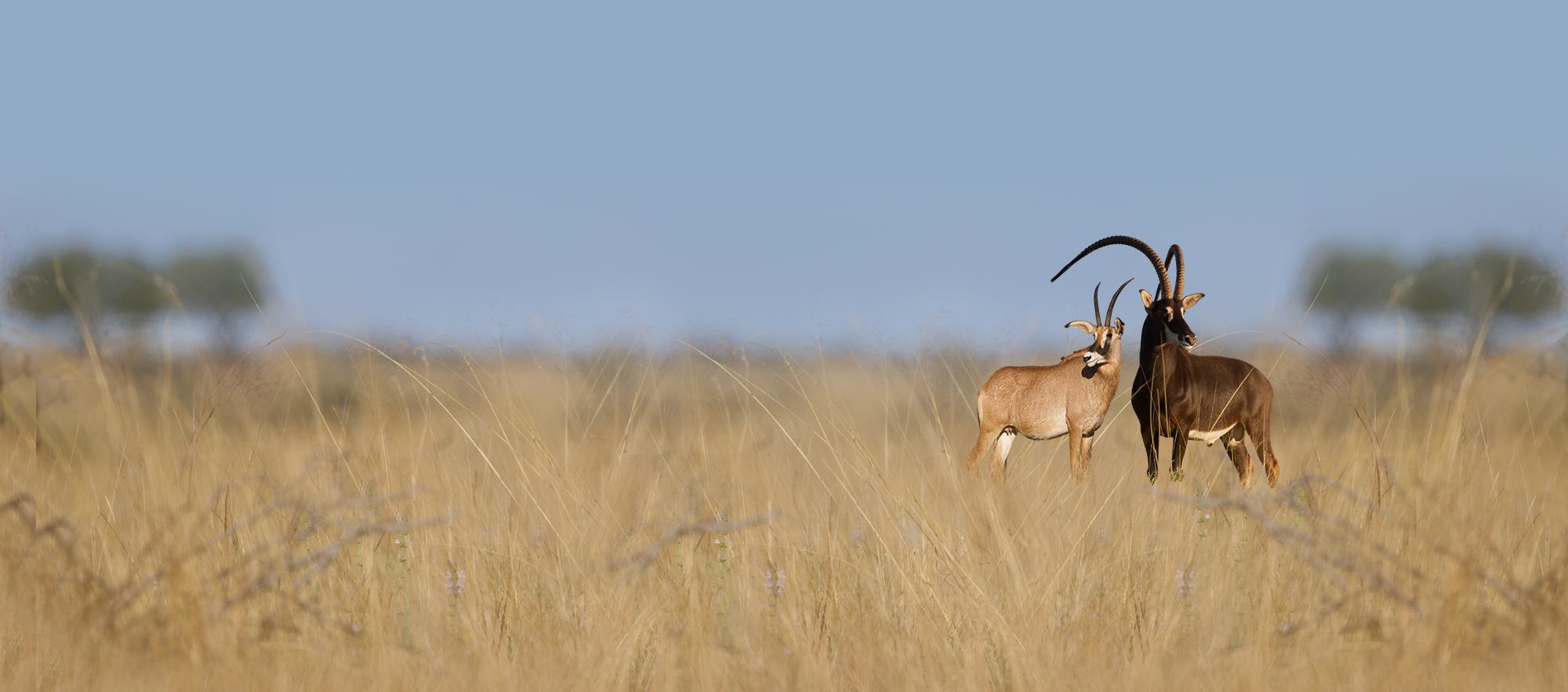 Roan and sable bull standing side by side in golden grassland