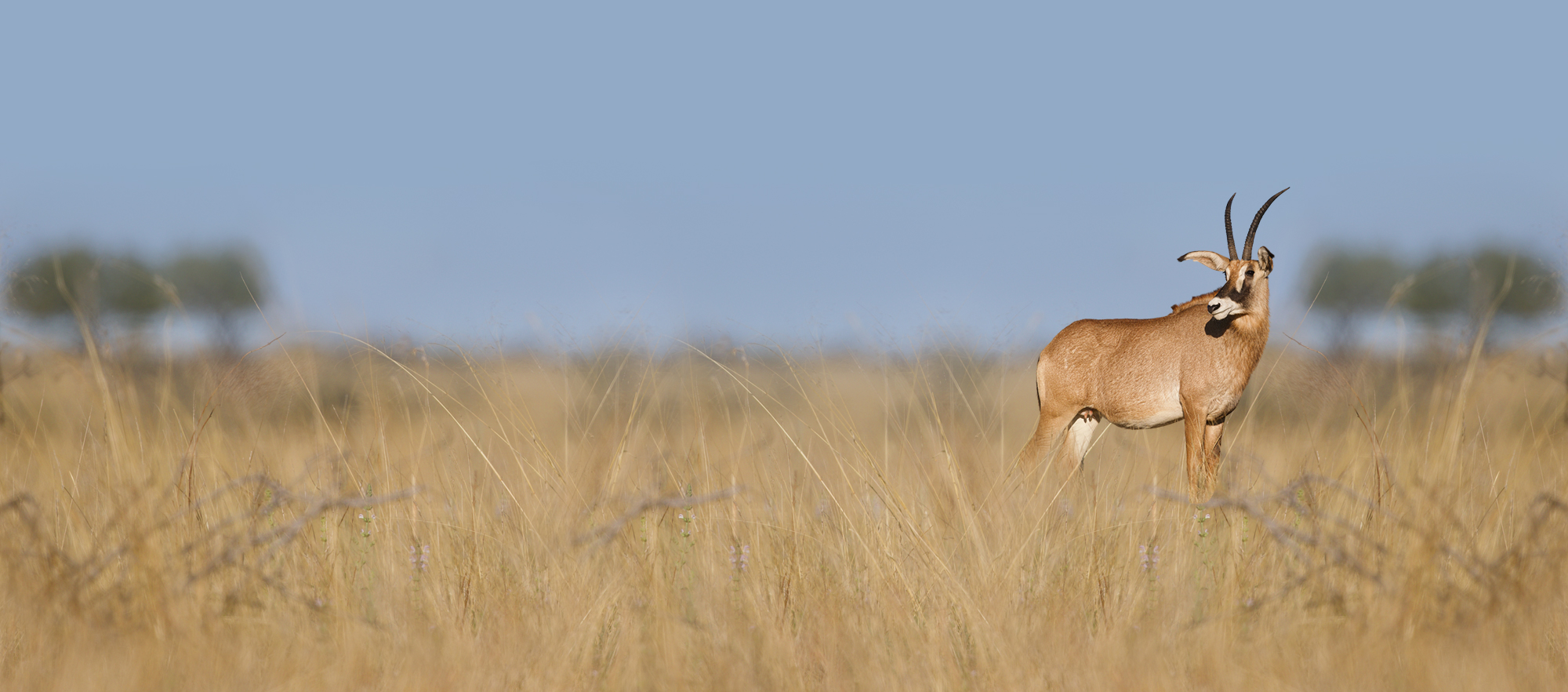Roan antelope bull standing in tall golden grassland under a soft blue sky
