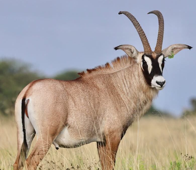 35″ Roan Bull – R850 000 at Summit Wildlife