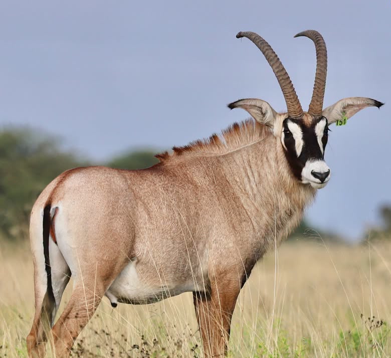35″ Roan Bull – R850 000 at Summit Wildlife