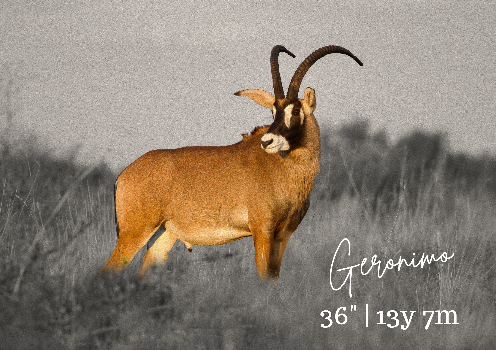 Roan bull Geronimo, 36″ at 13 years 7 months, in grey-toned grassland