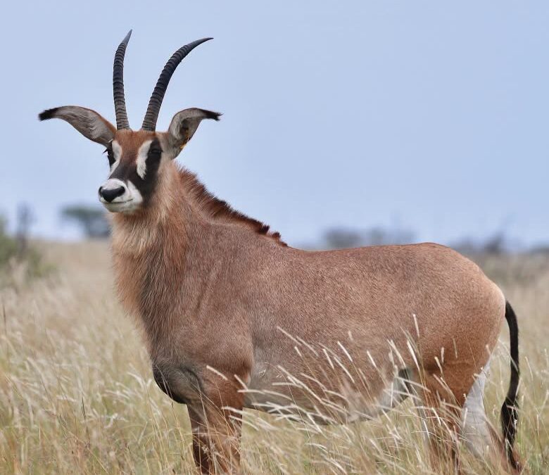 25 4/8″ Roan Cow in Calf to BigSky – R420 000 at Summit Wildlife