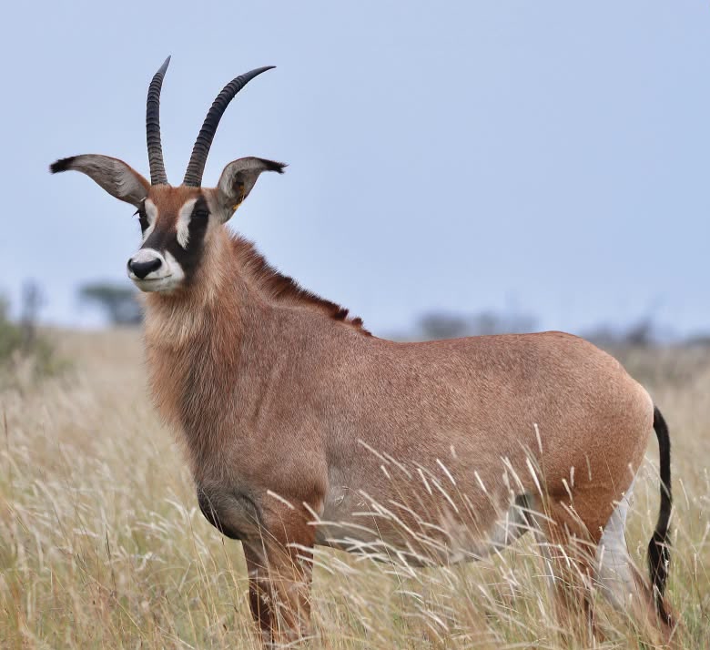25 4/8″ Roan Cow in Calf to BigSky – R420 000 at Summit Wildlife