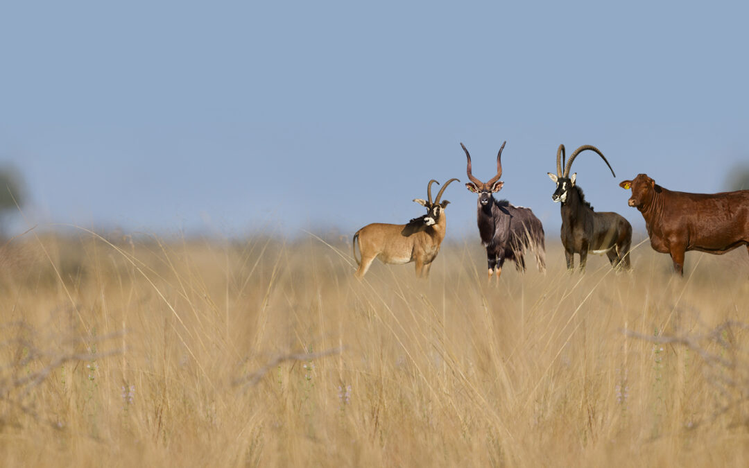 Roan, sable, nyala and a Santa Gertrudis cow standing together in tall golden grass