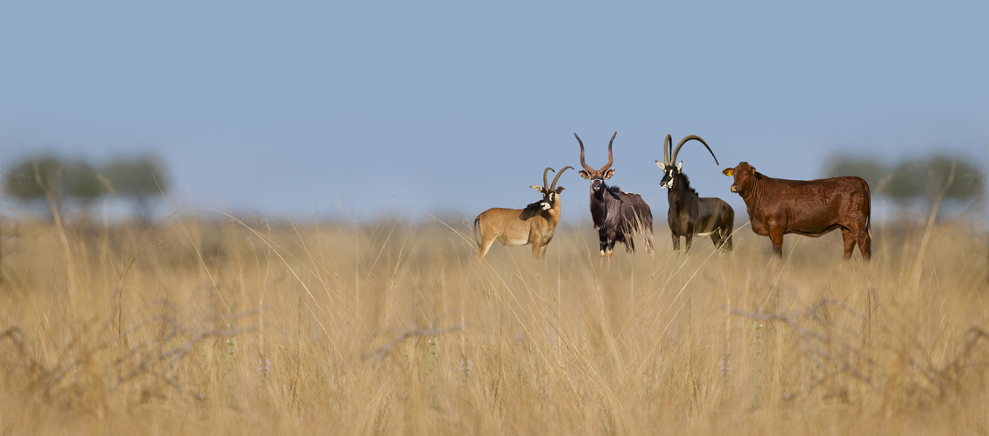 Roan, sable, nyala and a Santa Gertrudis cow standing together in tall golden grass