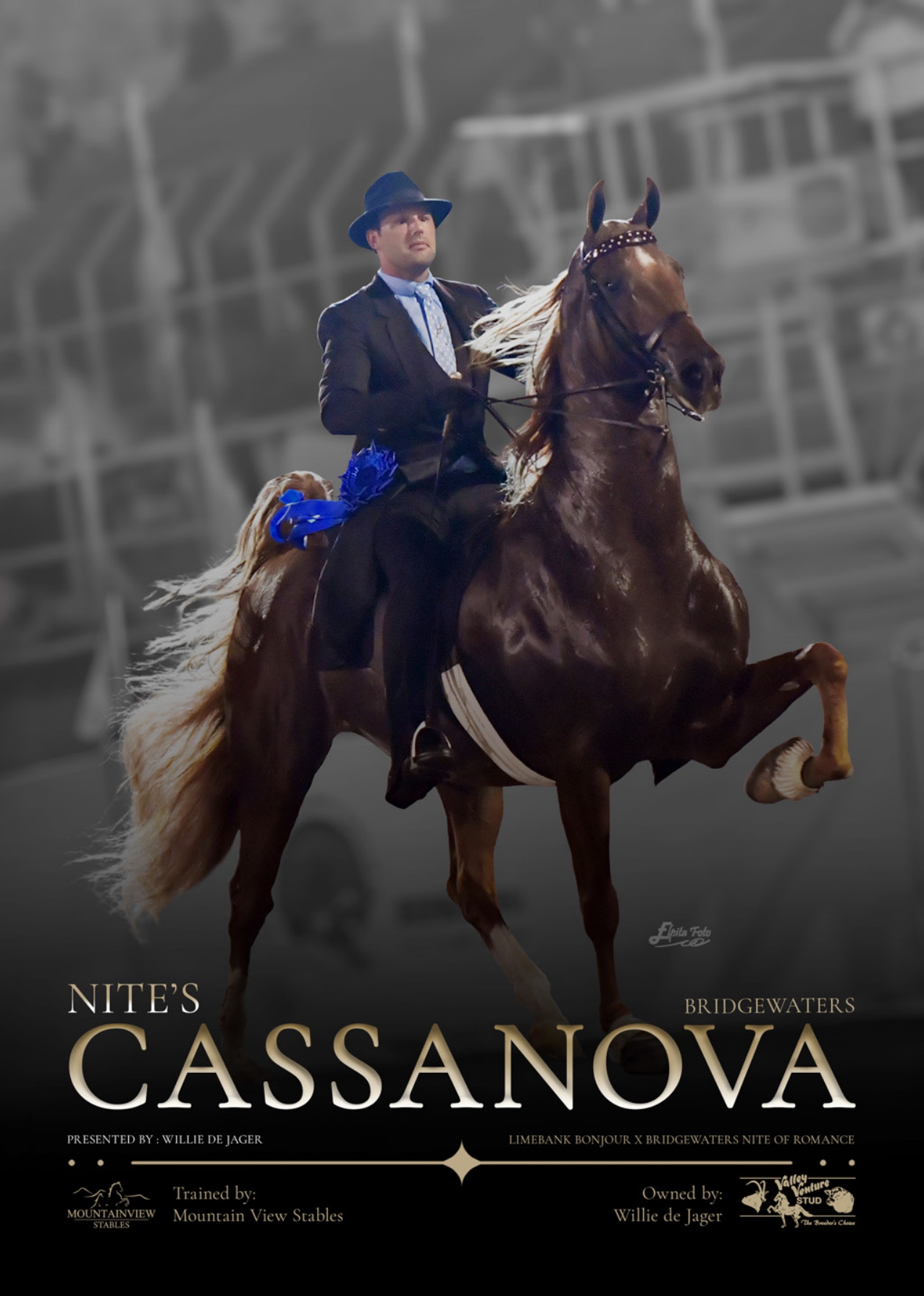 SA Saddle Horse feature page on Nite's Cassanova