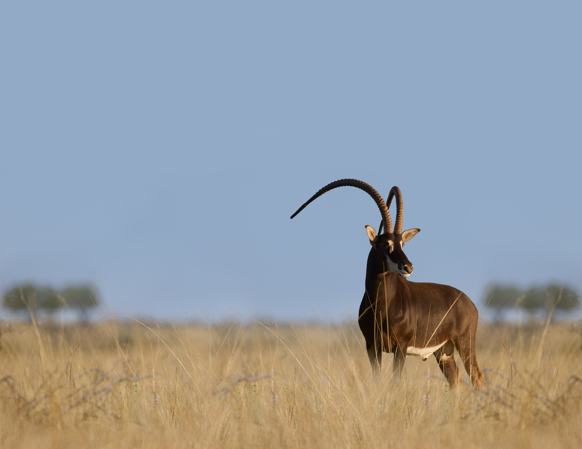 Sable bull with long sweeping horns standing in tall golden grass under a soft blue sky