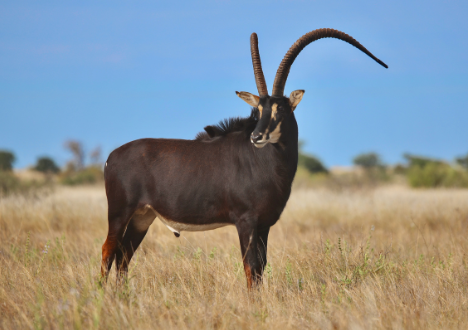 Sable breeding bull NoTime, 50″ at 5 years 3 months, Valley Venture Stud