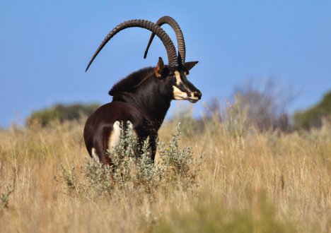 Sable breeding bull ShowTime, 51 4/8″ at 4 years 7 months, Valley Venture Stud