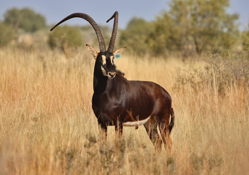 Sable breeding bull StepUp, 54″ at 5 years 6 months, Valley Venture Stud