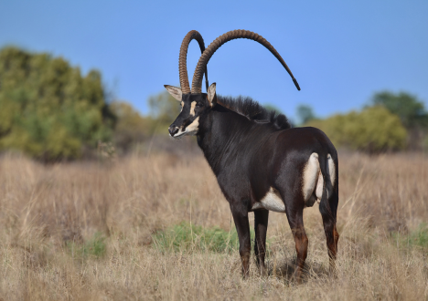 Sable breeding bull SummerTime, 55″ at 9 years, Valley Venture Stud