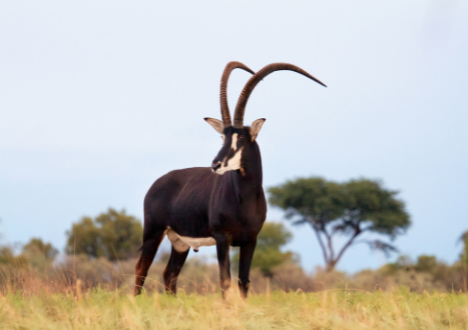 Sable breeding bull Tequila, 52 2/8″, Valley Venture Stud