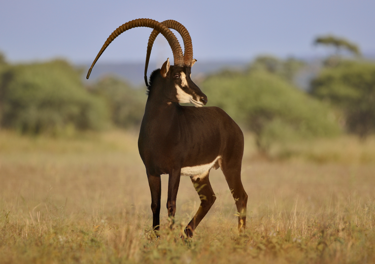 Sable breeding bull TopUp, 54″ at 5 years 4 months, Valley Venture Stud