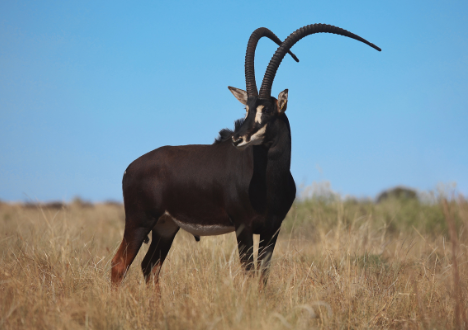 Sable breeding bull WildStorm, 50″ at 5 years, Valley Venture Stud