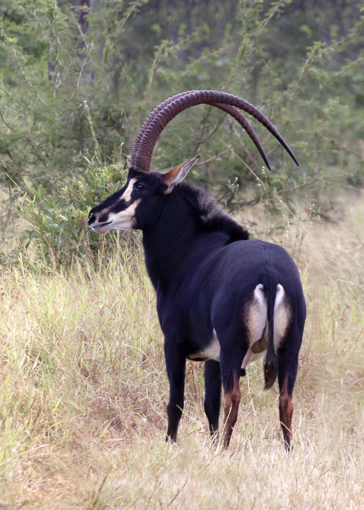 Sable bull Madala, a foundation sire in the Valley Venture pedigree, in tall grass