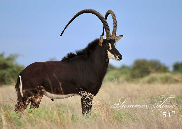 Sable bull SummerTime standing in green grass under a blue sky
