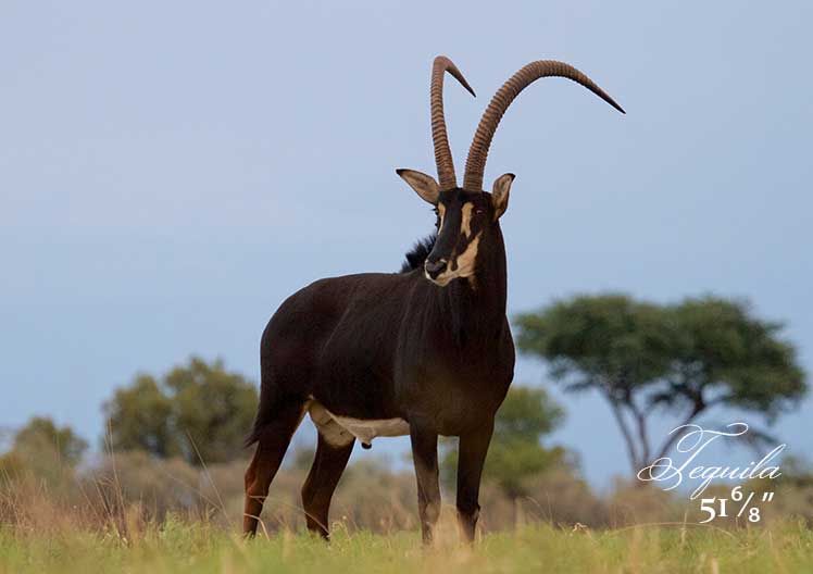 Sable bull Tequila standing in the bushveld with acacia trees behind