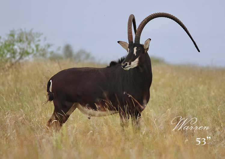 Sable bull Warren, 53", standing in golden grass
