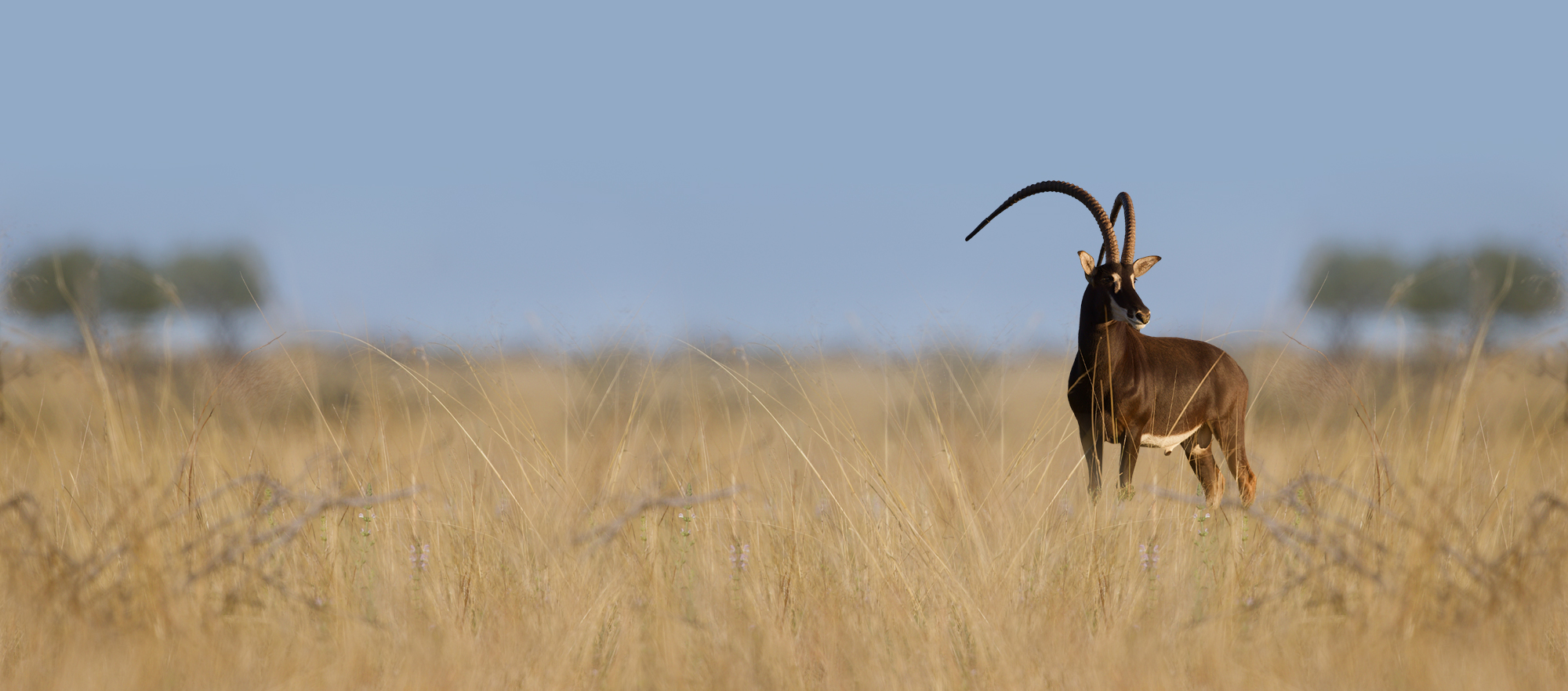 ShowTime – 56″ – Lot 24 at Summit Wildlife
