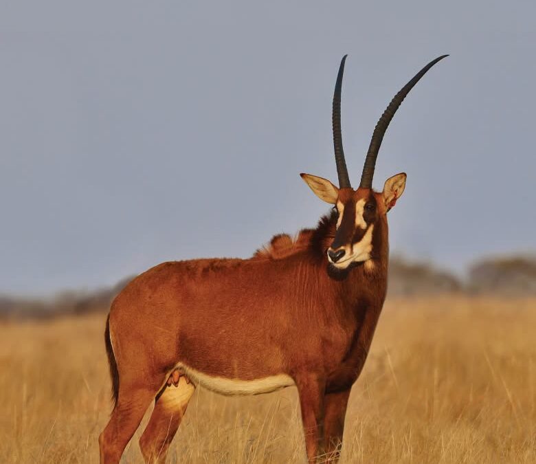 31″ Sable Cow in Calf to StepUp – R380 000 at Summit Wildlife