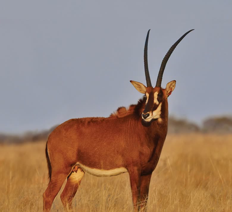 31″ Sable Cow in Calf to StepUp – R380 000 at Summit Wildlife