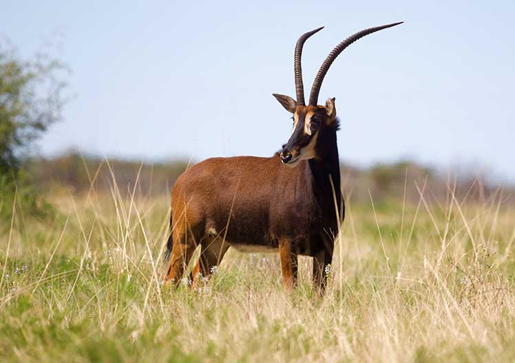 Sable cow L3, 34″, standing in the veld