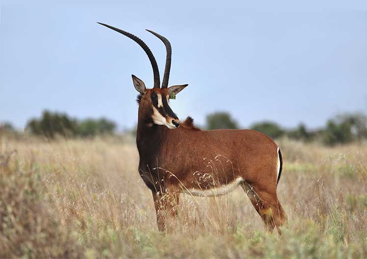 Sable cow L534, 36⅜″, standing in the veld