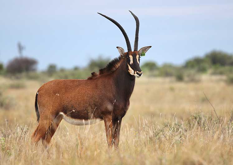 Sable cow L543, 36″, standing in the veld